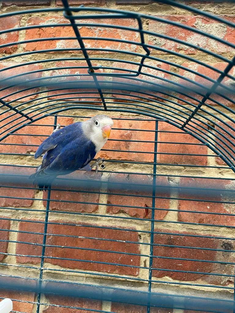 Agapornis f’cherie, Dieren en Toebehoren, Vogels | Parkieten en Papegaaien, Geslacht onbekend, Dwergpapegaai of Agapornis