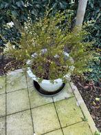 Plant in stenen bloempot te Nazareth., Ophalen