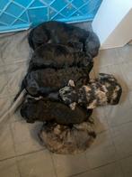 Poedel pups middenslag, Poedel, België, Particulier, 8 tot 15 weken