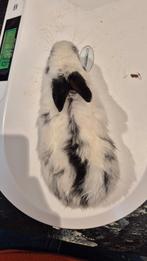 Konijn, Meerdere dieren, Middelgroot, 0 tot 2 jaar