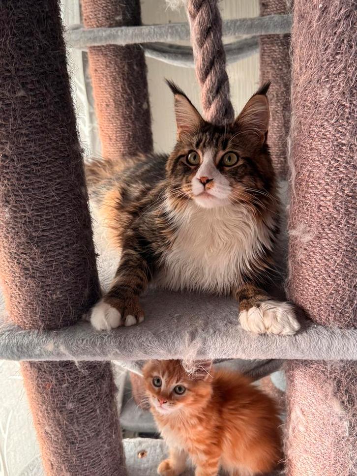 Maine Coon Dekkater polydactyl (POTK), Animaux & Accessoires, Chats & Chatons | Chats mâles pour saillie & Étalons, 0 à 2 ans