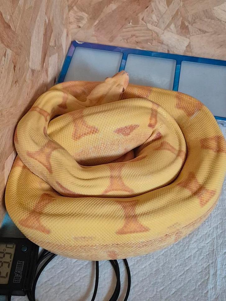 Te koop Sunglow jungle kahl boa constrictor vrouw 150 cm, Dieren en Toebehoren, Reptielen en Amfibieën