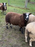 Baggerbonte ooien, Dieren en Toebehoren, Vrouwelijk, Schaap, 3 tot 5 jaar