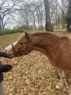 Verzorger / bijrijder gezocht voor lieve A pony, Dieren en Toebehoren, Merrie, Zadelmak, 7 tot 10 jaar, B pony (1.17m tot 1.27m)