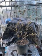 Kruisbes-Stekelbes-Kroensel, Ophalen