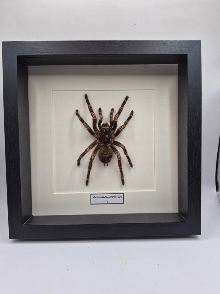 Mygale frame 02, Verzamelen, Dierenverzamelingen, Ophalen of Verzenden