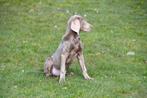 Chiots Weimaraner à vendre, 15 semaines à 1 an, Hépatite contagieuse (maladie de Rubarth), Belgique, Éleveur | Professionnel