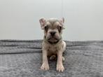 Chiots Bouledogue Français, Animaux & Accessoires, Chiens | Bouledogues, Pinschers & Molossoïdes, Hépatite contagieuse (maladie de Rubarth)