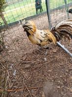 Padua haan, Dieren en Toebehoren, Pluimvee