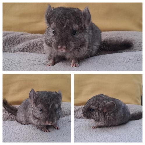 Hetero ebony (cc) chinchilla meisje, Dieren en Toebehoren, Knaagdieren, Vrouwelijk, Chinchilla, Tam