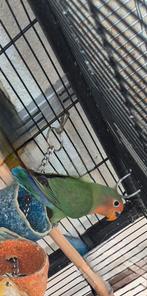 Agaporni (dwergpapegaai), Dieren en Toebehoren, Geslacht onbekend, Dwergpapegaai of Agapornis, Tam