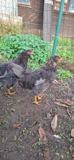 Twee haantjes 16 weken, Dieren en Toebehoren, Pluimvee, Mannelijk, Kip