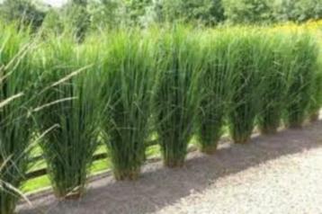 Panicum virgatum 'Northwind' beschikbaar voor biedingen