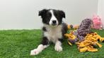 Border Collie Pups, Dieren en Toebehoren, Honden | Herdershonden en Veedrijvers, België, 8 tot 15 weken, CDV (hondenziekte), Collie