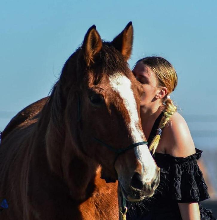 Gouden Oudje, Dieren en Toebehoren, Paarden, Merrie, Zadelmak, 160 tot 165 cm, 11 jaar of ouder, Recreatiepaard, Met stamboom