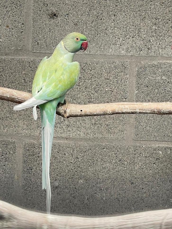 Halsbandparkiet, Alexanderparkiet, Animaux & Accessoires, Oiseaux | Perruches & Perroquets