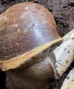 Ghanese tijgerslak, reuzenslakken te koop, Dieren en Toebehoren, Reptielen en Amfibieën, Overige soorten