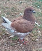 Kingduiven. King duiven, Dieren en Toebehoren, Vogels | Duiven