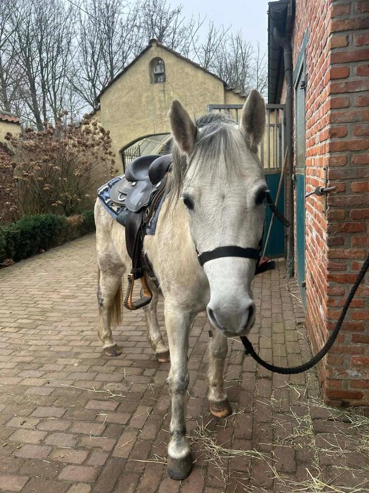 Kleine kinderpony gezocht voor kinderboerderij, Animaux & Accessoires, Chevaux, Jument