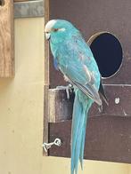 2 kakariki's mannen van 2023, Mannelijk, Dwergpapegaai of Agapornis, Geringd