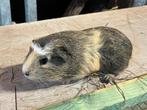 Cavia beertjes, Dieren en Toebehoren, Augustus, Mannelijk, Cavia