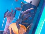 Aulonocara sunset, Dieren en Toebehoren, Vissen | Aquariumvissen, Vis, Zoetwatervis