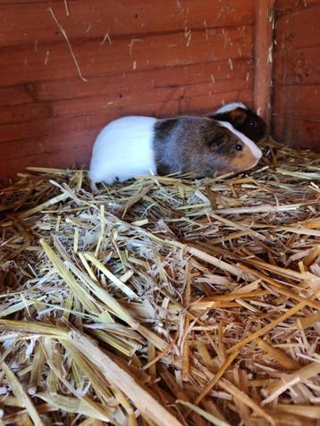 cavia beertje beschikbaar voor biedingen