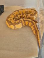 3 prachtig ball python 2 vrouwe 1 man pied dragers, Animaux & Accessoires