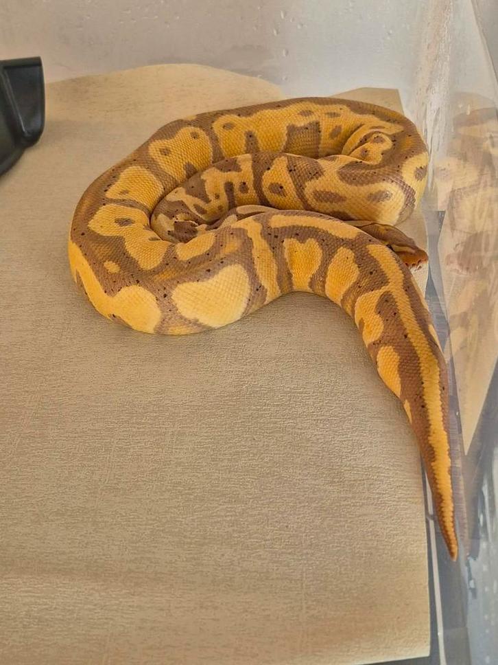 3 prachtig ball python 2 vrouwe 1 man pied dragers, Dieren en Toebehoren, Reptielen en Amfibieën