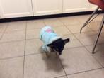 Jasje voor mini Chihuahua, Ophalen, Nieuw