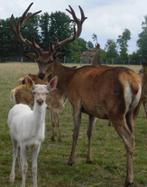 edelherten, Mei, Meerdere dieren