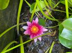 Waterlelies te koop, Tuin en Terras, Ophalen, Vaste plant, Halfschaduw, Vijverplanten