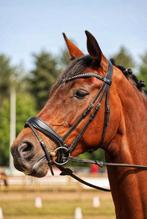 Prachtige goed gereden merrie, Dieren en Toebehoren, Merrie, Dressuurpaard, 11 jaar of ouder, 165 tot 170 cm
