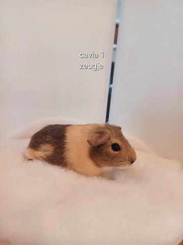 Tam cavia zeugje beschikbaar voor biedingen