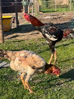 Shamo(malair haan ​​en hen samen, Dieren en Toebehoren, Kip