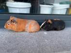 Jonge cavia’s, Dieren en Toebehoren, Knaagdieren, Cavia, Tam