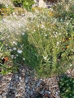 Gaura plantjes, Tuin en Terras, Ophalen