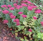 Hemelsleutel, Tuin en Terras, Ophalen, Bodembedekkers, Volle zon, Vaste plant