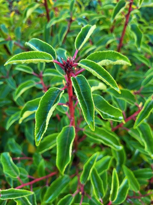 Portugese laurier (Prunus lusitanica), Tuin en Terras, Planten | Struiken en Hagen, Haag, Laurier, Ophalen