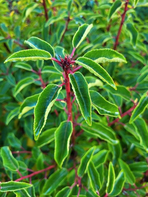 Portugese laurier (Prunus lusitanica), Jardin & Terrasse, Plantes | Arbustes & Haies, Haie, Laurier, Enlèvement