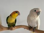 Groendij caique, Geringd