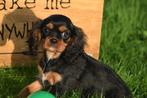 Cavalier King Charles spaniel pups, België, Reu, 8 tot 15 weken, Meerdere