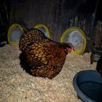 Orpington broedeieren Gezocht, Dieren en Toebehoren, Pluimvee, Meerdere dieren, Kip