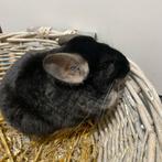 Chinchillas, Dieren en Toebehoren, Knaagdieren, Chinchilla, Tam