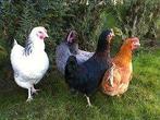 Ruime keuze legkippen in vele kleuren, kippen en met ADVIES, Dieren en Toebehoren, Pluimvee, Vrouwelijk, Kip