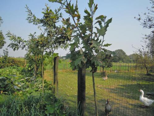 Eik eiken bomen diameter stam 3-4 cm en 3-4m hoog, Tuin en Terras, Planten | Bomen, Overige soorten, 250 tot 400 cm, Volle zon