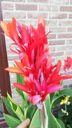 knol canna, Tuin en Terras, Planten | Tuinplanten, Overige soorten, Volle zon, Vaste plant, Ophalen of Verzenden