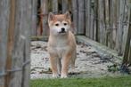 Prachtige Shiba inu pups, Dieren en Toebehoren, België, Overige rassen, CDV (hondenziekte), 8 tot 15 weken