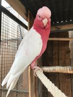 koppel rose kaketoes ( lutino ), Dieren en Toebehoren, Vogels | Parkieten en Papegaaien, Meerdere dieren, Papegaai, Geringd