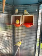 Kanarie jongen / gele, Dieren en Toebehoren, Vogels | Kanaries
